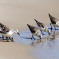 Shore Birds and Waders
