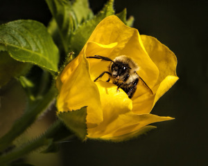 Autumn Bee