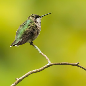 Ruby-throated Hummingbird (male)