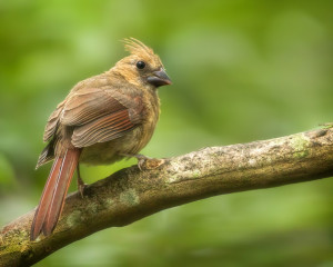 Cardinal (female)