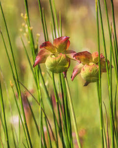 Flowers of the  Red Pitcher Plant 