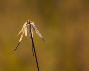 White-topped Sedge