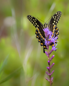 Black Swallowtail on Liatris