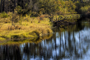 Alligator Lake in Bird Sanctuary