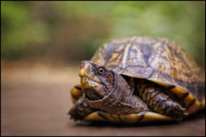 Myrtle Box Turtle